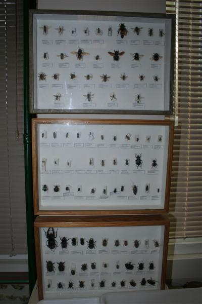 taxomara 2007 (89)